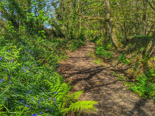 Bluebells in Pendarves Wood