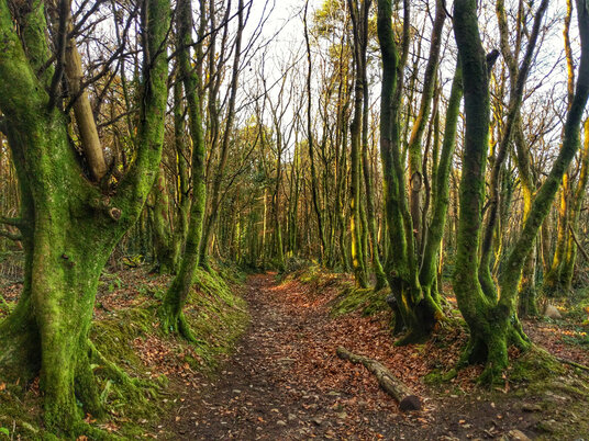 Woodland near Treslothan