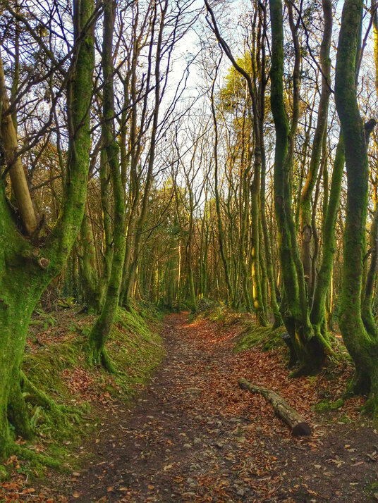 Woodland near Treslothan