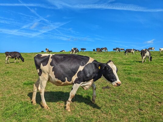 Cows in the Pendoggett Valley