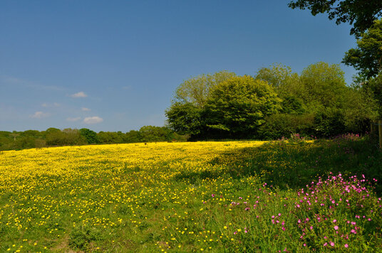 Fields near Pendrift