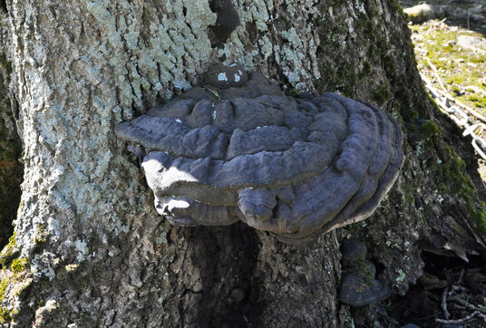 Bracket Fungus at Penfound