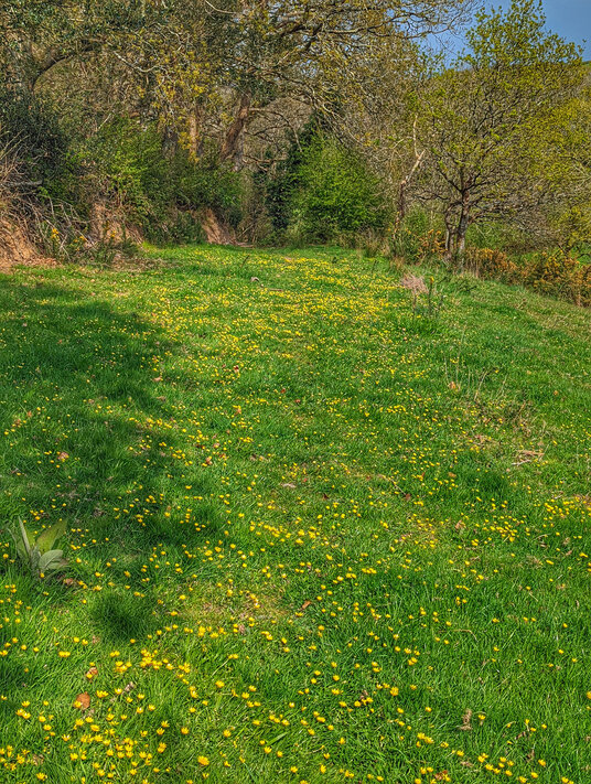 Celandines at Poundstock