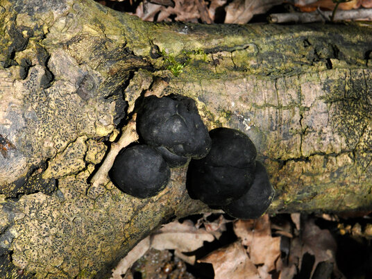 Coal Fungus at Penfound