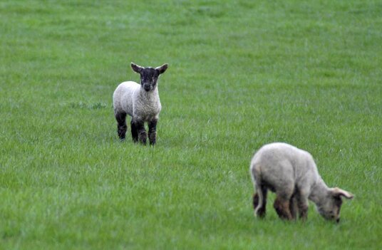 Lambs at Pengold Farm