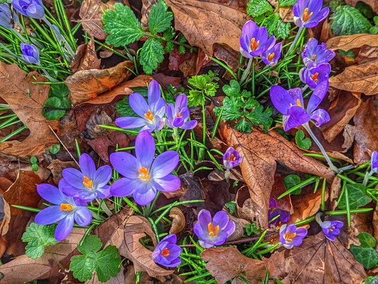 Crocuses at Pengwedhen