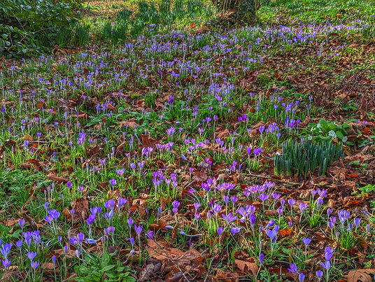 Crocuses at Pengwedhen