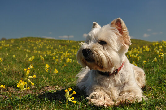 Cowslips on Penhale Sands
