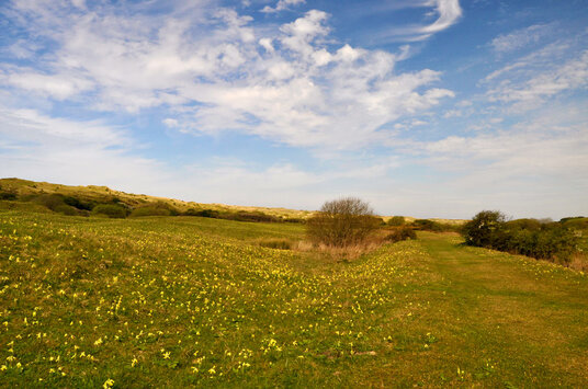 Infinite cowslips on Penhale Sands