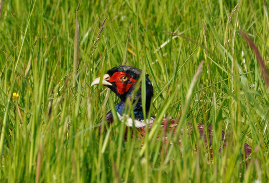 Pheasant in the fields at Penhargard