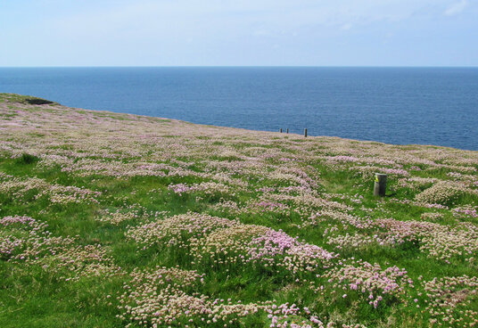 Thrift on Penhale Point