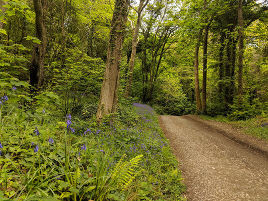 Bluebells at Penrose