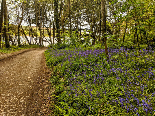 Bluebells at Penrose