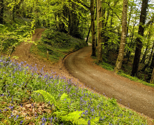 Bluebells at Penrose