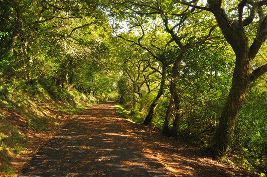 Bridleway to Penrose