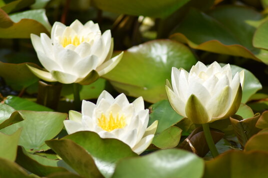 Water Lilies in Penrose Water Gardens