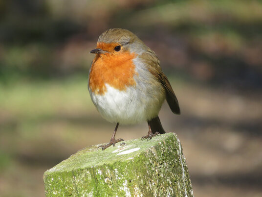 Robin beside the footpath