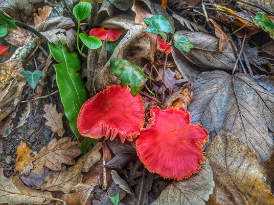 Fungi beside the Penryn river