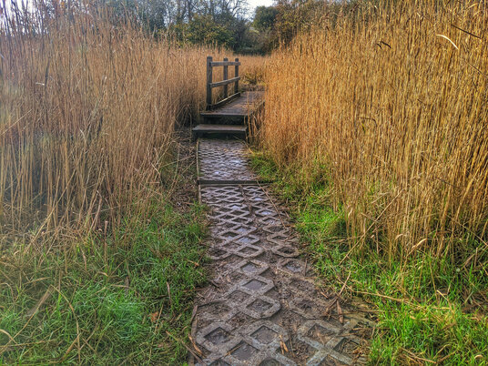 Walkway through the reeds