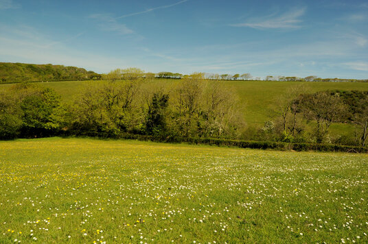 Daisies at Penstowe