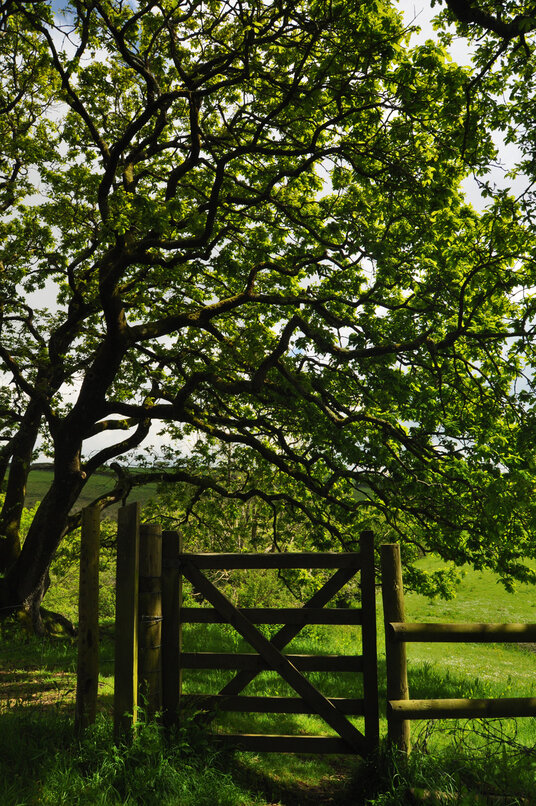 Gate from Penstowe