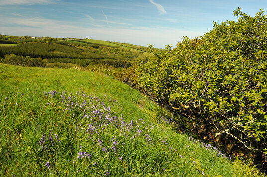 Bluebells on the motte