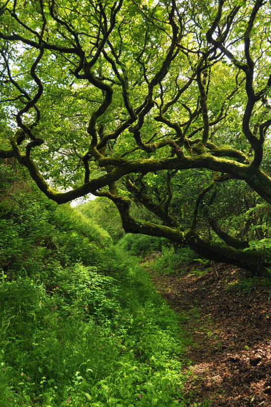 Ramparts around Penstowe Castle