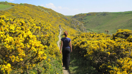 Gorse on coast path near Pentargon
