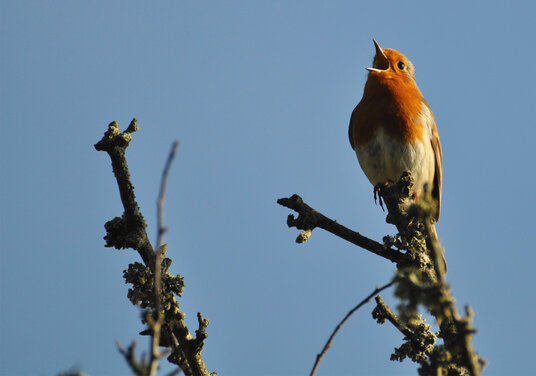 Robin near Pentewan