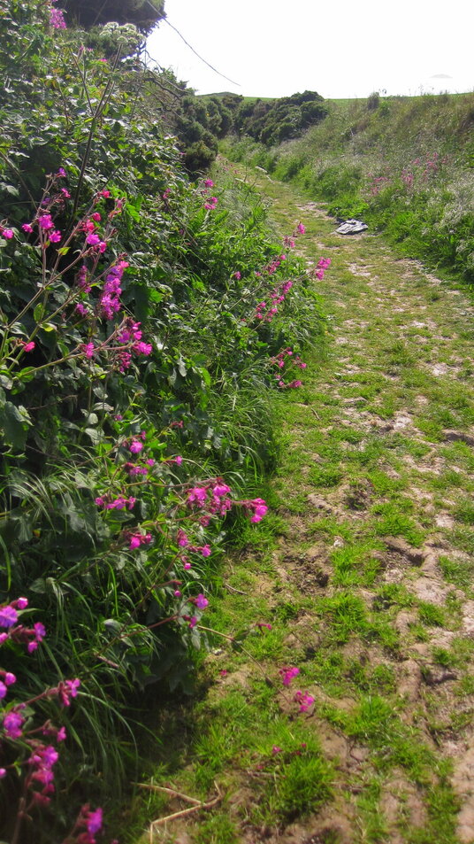 Campions on the footpath