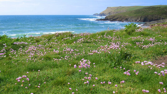 Sea pinks at Pentireglaze