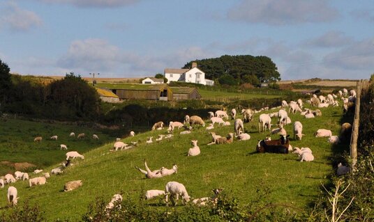 Sheep at Pentireglaze