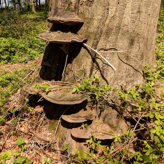 Bracket Fungus at Penwarne