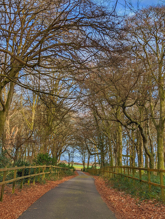 Driveway at Penwarne in winter