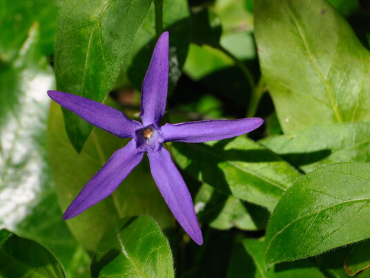 Periwinkle flower in the hedgerow at Sea Mills