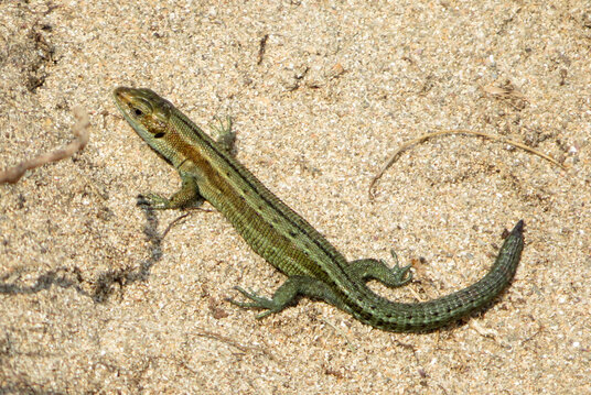 Lizard in the dunes