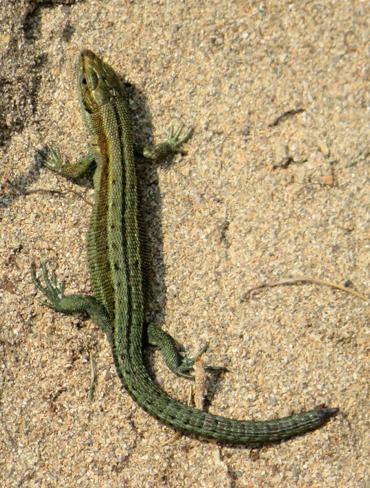 Lizard in the dunes