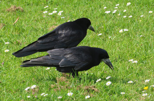 Rooks at Perranporth
