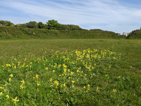 Cowslips at St Piran's Round