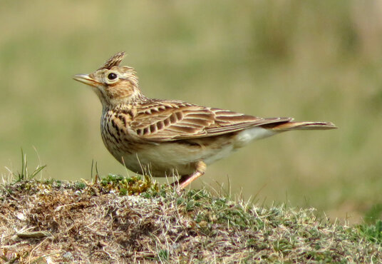 Skylark