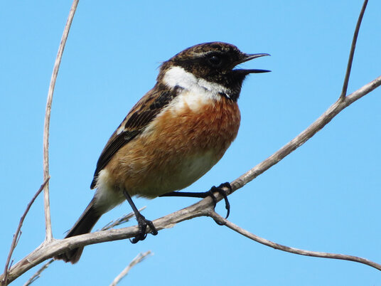 Stonechat