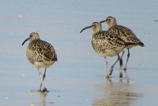 Curlews on Perranporth beach