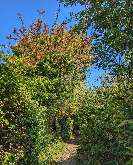Footpath near Perranporth