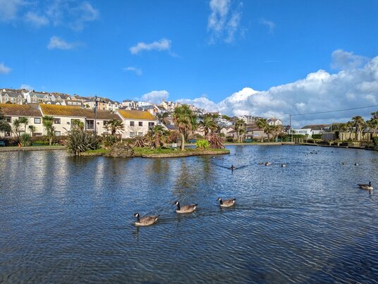 Geese on Perranporth boating lake