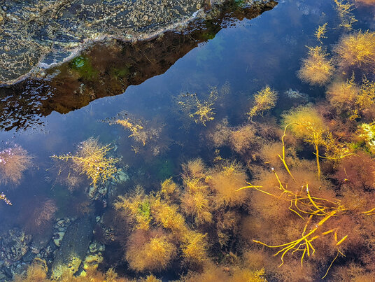 Rockpool at Peter's Splash