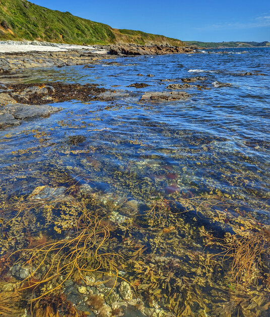 Seaweeds at Peter's Splash