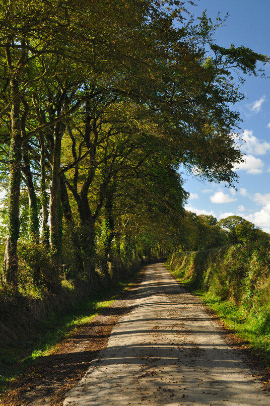 Beech trees over the lane