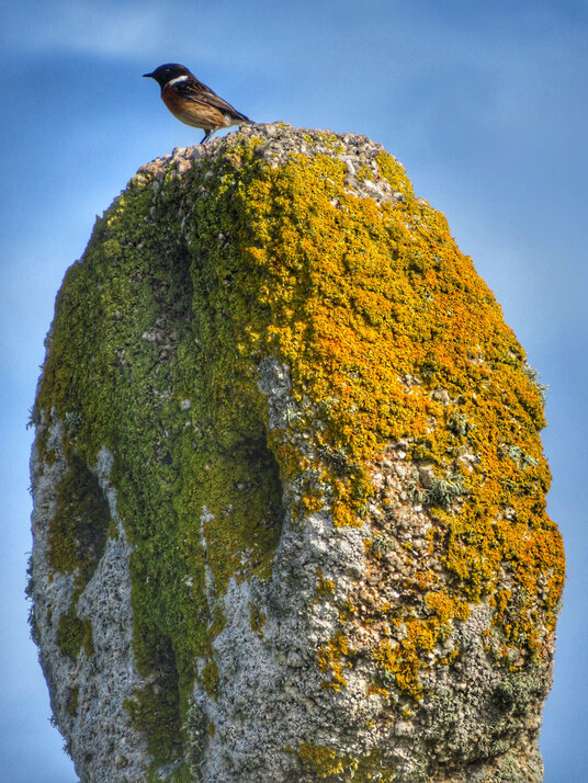 Stonechat on St Piran's Cross