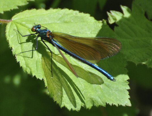 Damselfly at Polbrock