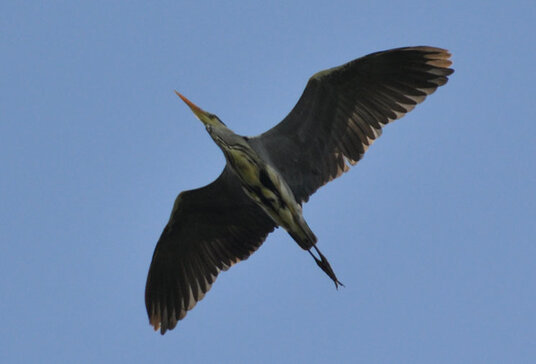 Heron flying over Polbrock